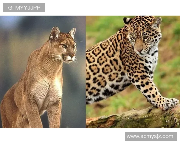 2018年阿特拉斯与美洲狮精彩对决回顾与分析